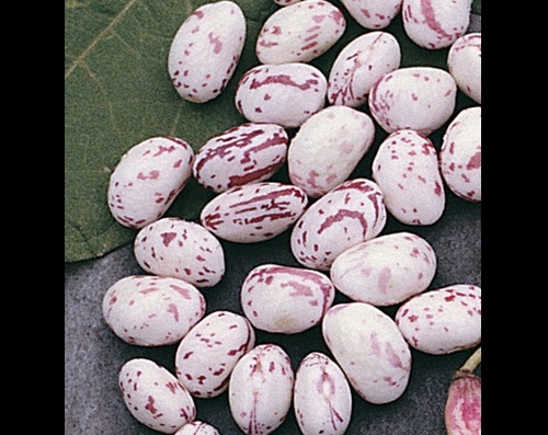 Dwarf Horticulture Taylor Strain Bean Seeds - Click Image to Close
